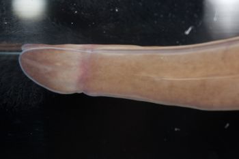 Media type: image;   Invertebrate Zoology 60886